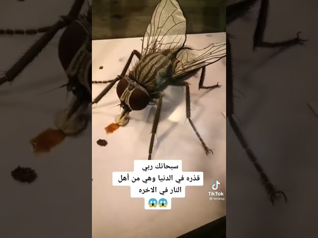 سبحان الله العظيم اكبر ذبابة في العالم The biggest fly in the world class=