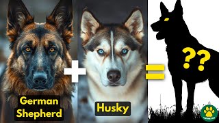THE MOST Amazing German Shepherd Mix Breed Dogs!!