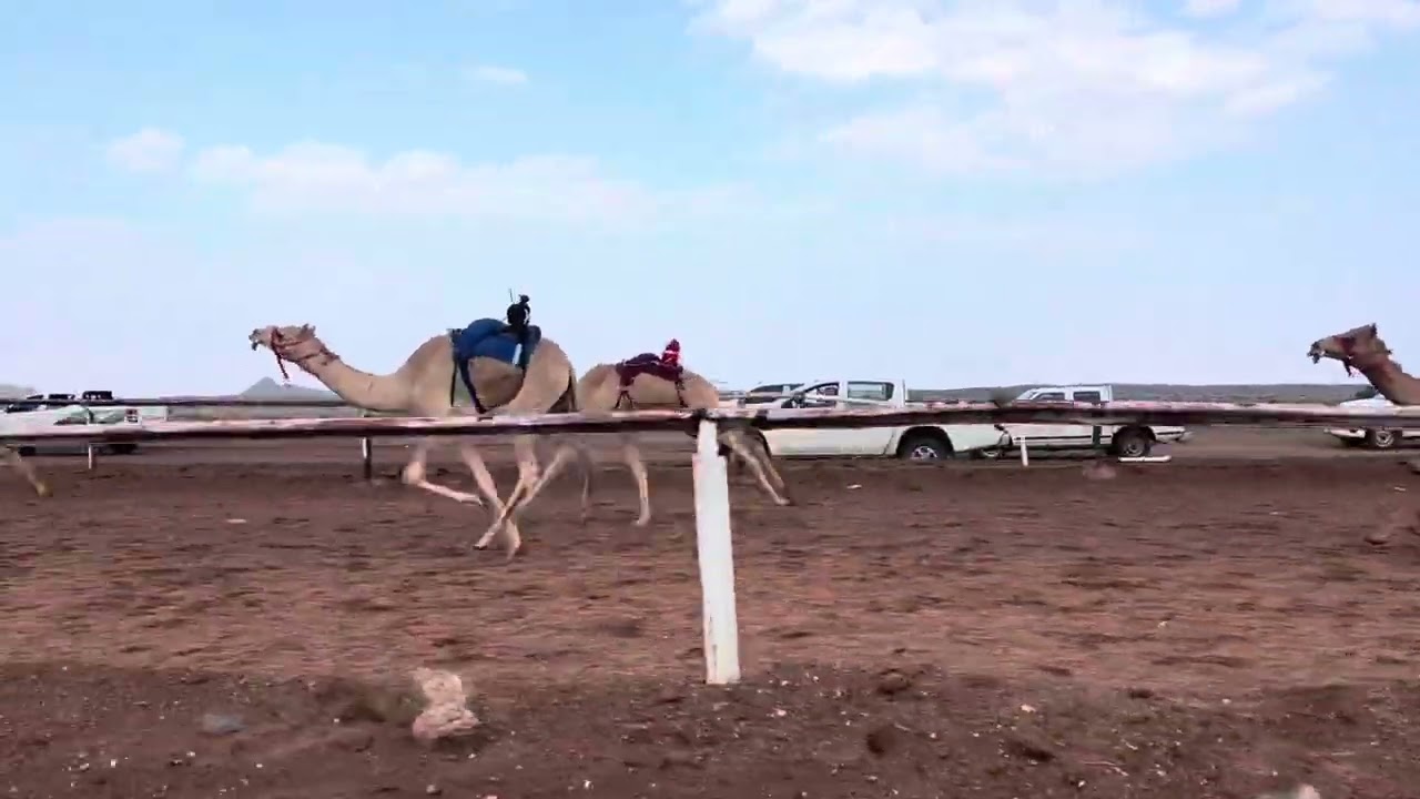 الشوط الثالث حقايق بكار / سلطانه - سالم صالح الحربي