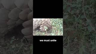 The Urgent Need for Pangolin Conservation! #capcut #ecosystem #nature #facts #wildlife #biology #eco