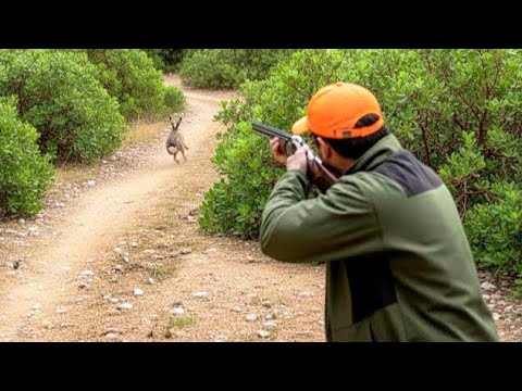 Hunting Partridges And Hares Season 2025 2026 PART 5 EL HAJEB