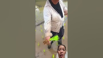 Cấy lúa ko hề đau lưng #farming #satisfying #easyfarming