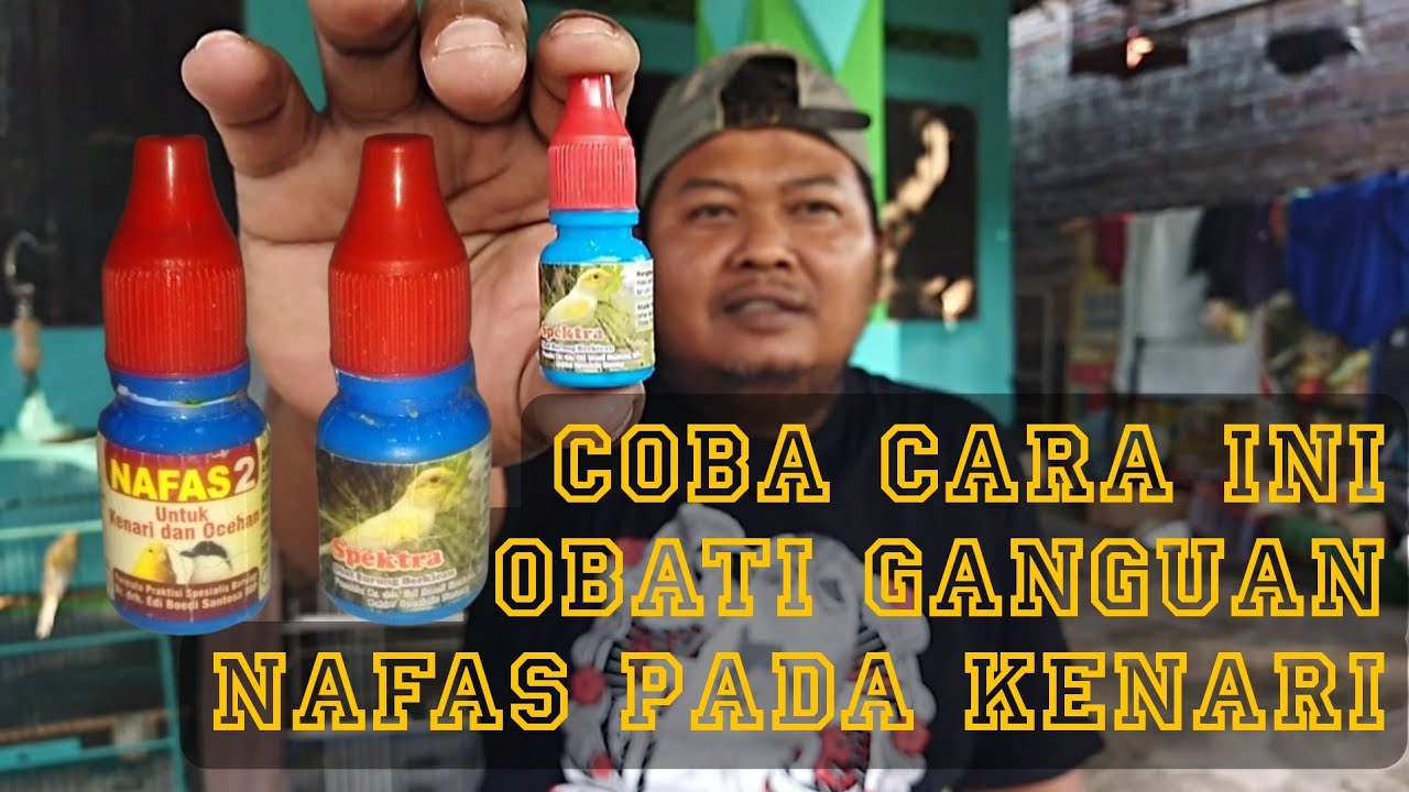 AMPUH❗OBAT GANGUAN NAFAS/SERAK PADA KENARI MILIK DRh. Edi - Bisa Dicoba Di Rumah