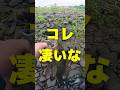 色々投げたけどコレしか釣れない #fishing 釣り #バス釣り #bassfishing #smallmouthbass #スモールマウスバス #u1tv