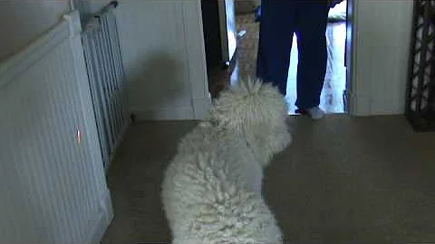 Jamie and Esmerelda Chasing Laser Pointer