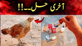 How I Treat My Sick Hen? Jutt Sab Kay Parinday