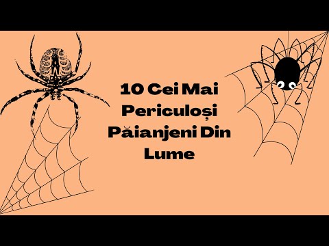 Top 10 Cei Mai Periculoși Păianjeni din Lume