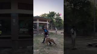 Dog Heeling Bullmastif 🐶#rahulk9_dogtrainer #bullmastiffindia #dogtraining #pets