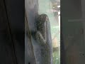 large Anaconda #ytshorts #viralshorts #wild life #animals #devil snake #snake world