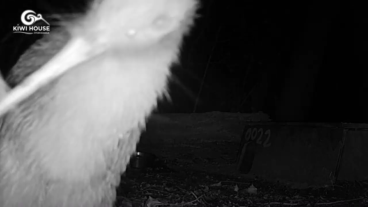 Otorohanga Kiwi House & Native Bird Park (NZ)