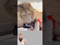 فجأة انقلب الصمت إلى فوضى حين هجم اسد اندفع نحو السيارة دون إنذار 
