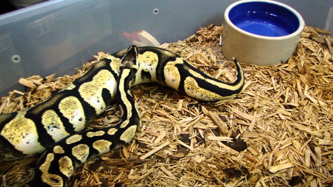 firefly 2 2010 Hold-Backs Pastel Calico, Firefly
