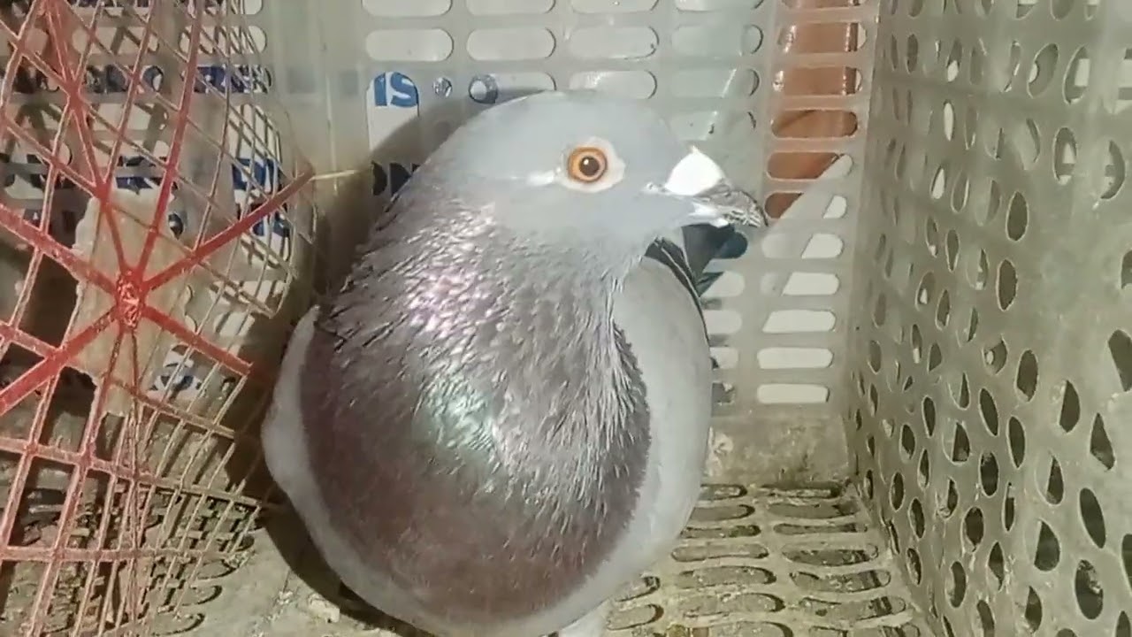 Feb 24 2026 Ang Pogi ng ibon ko na si Weirdo solid soon bigyan kita ng pares.