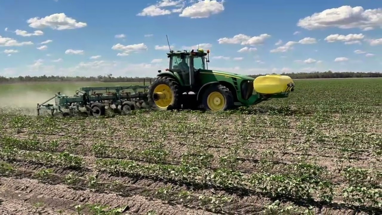 Gyral Belt Spreader + Excel Inter-Row Cultivator in Action | Toobeah Cotton Field