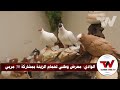 معرض حمام زينة بي واد سوف 