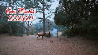 Every Morning 30sec Disney 2026.2.9