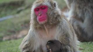 Macaque japonais (Macaca fuscata) et son petit au Iwatayama Monkey Park (Japon)