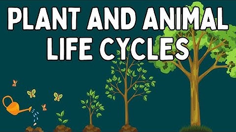 Plant and Animal Life Cycles