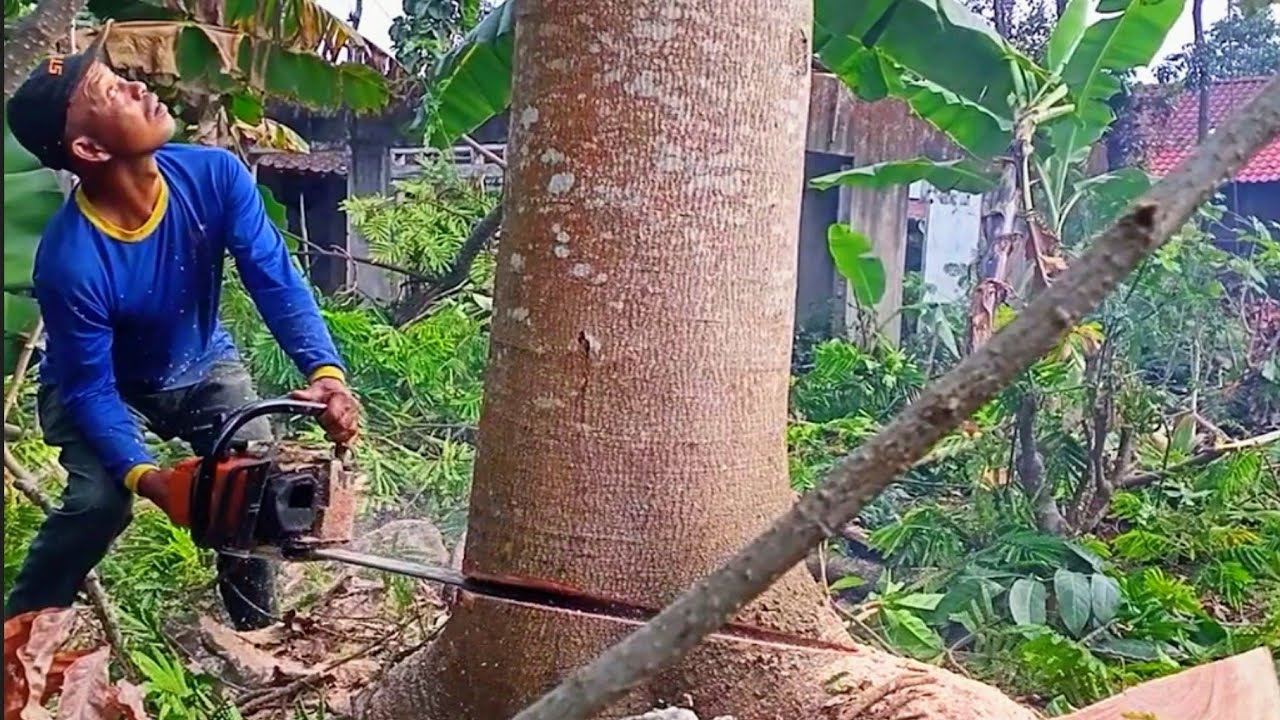 Gawat‼️Condong kerumah tetangga - tebang Kayu sengon langsung di gergaji serkel