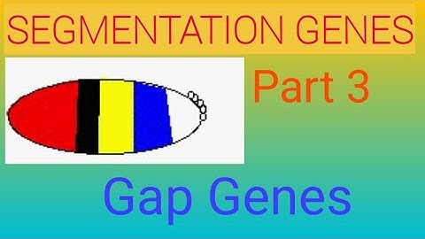 Segmentation Genes/ The Gap Genes