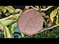 Bees rescue 55 | Apis florea | relocate honey bee hive | volunteer | YouTube