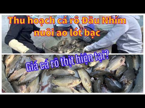 Video Thu Hoạch Cá Rô Đầu Nhím Nuôi Trong Ao Lót Bạc Tại... - youtube
