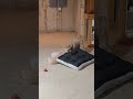 Cute dogs fighting #cutedogs #dog #dogfight #viral
