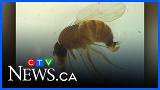 Nothern Ont. research project targets invasive fruit fly