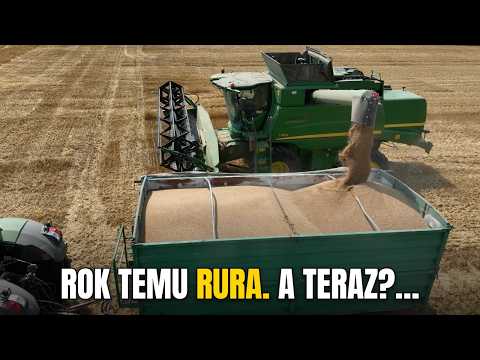 A YEAR AGO A PIPE. NOW...? 2026 HARVEST (WHEAT)