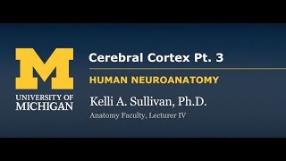 Nervous System: Cortex - Cerebral Cortex (pt. 3)