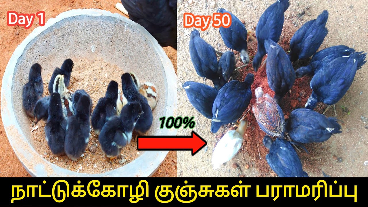 இளம்கோழி குஞ்சுகள் பராமரிப்பு | Care of Small Chicks! (2022)