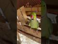 Why parrot beak cut off ??
