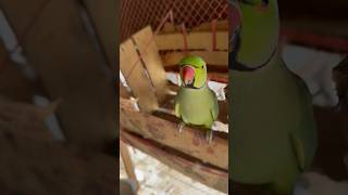 Why parrot beak cut off ??