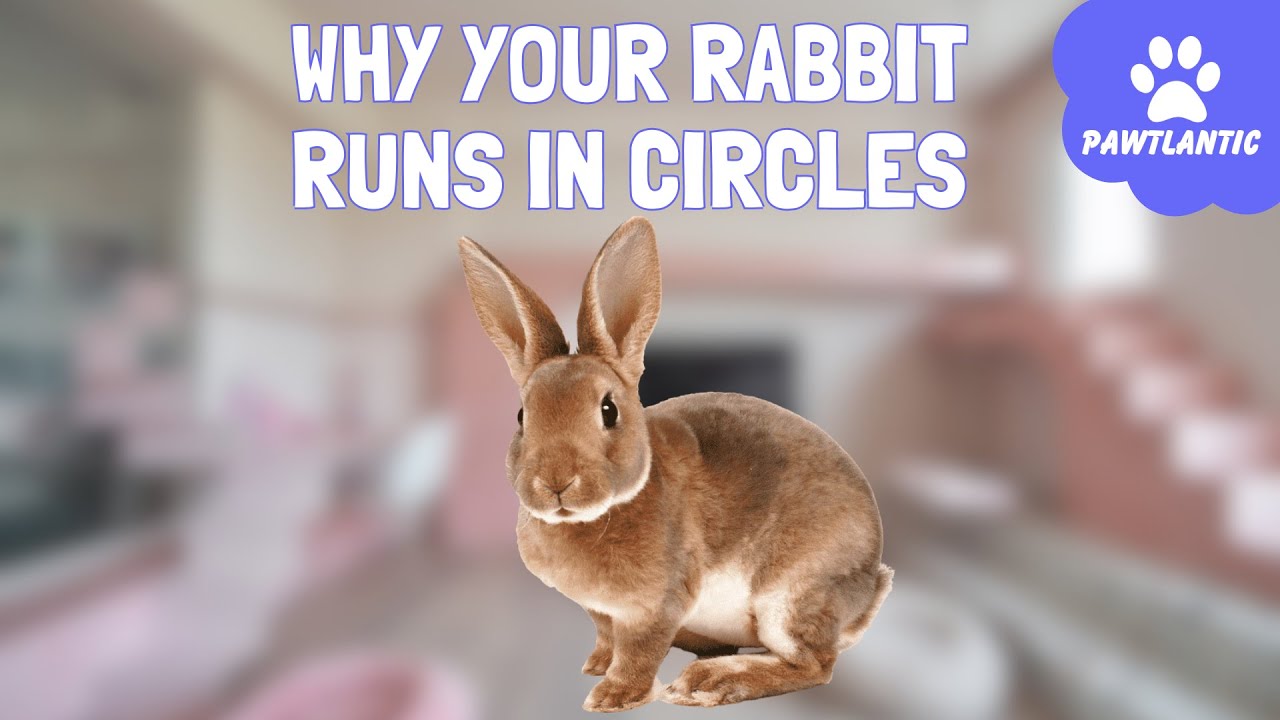 Understanding Why Your Rabbit Runs in Circles Causes and Solutions
