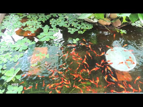 Video Aquarium (Red koi guppies) after 2 months ???? hồ cá... - youtube