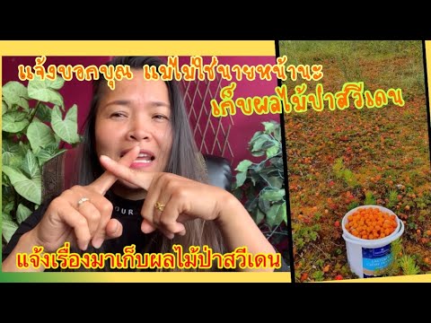 ผลสลากกินแบ่งรัฐบาล วันที่ 1 พย. 2567 ผลสลากกินแบ่งรัฐบาล วันที่ 1 พย. 2567