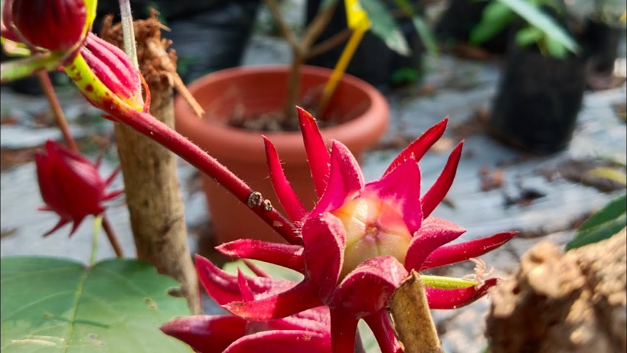 Harvesting Roselle Tasting Roselle flower & fruit When to harvest Roselle Growing Roselle
