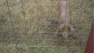 P4A 2011: Heifer International