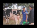 Vaca brasileira bate recorde internacional de produção de leite