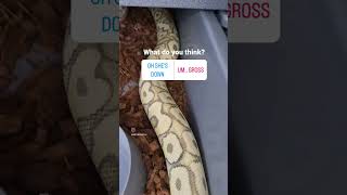 Introducing a male to a receptive female ball python