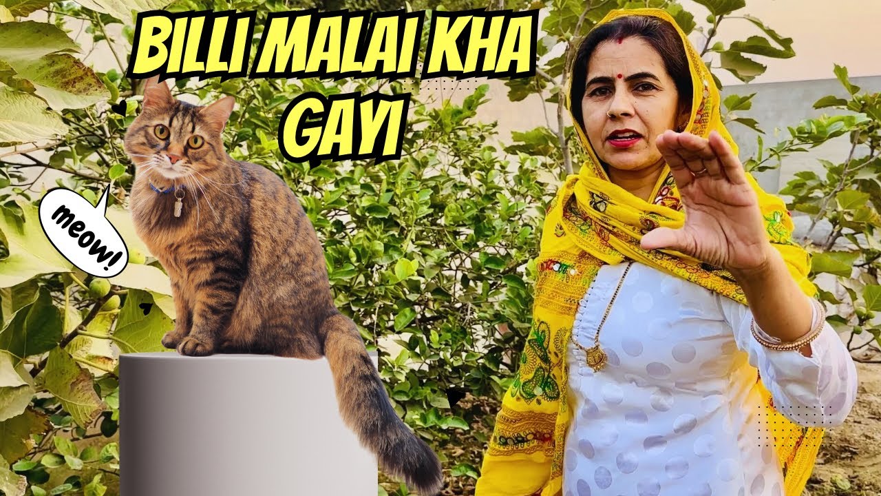 बिल्ली मलाई खा गई 😱 | आज बनाये कढ़ीं चावल 😋