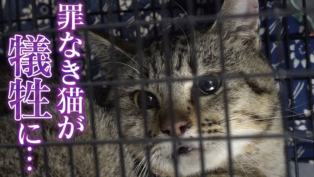 猫 殺し 動画