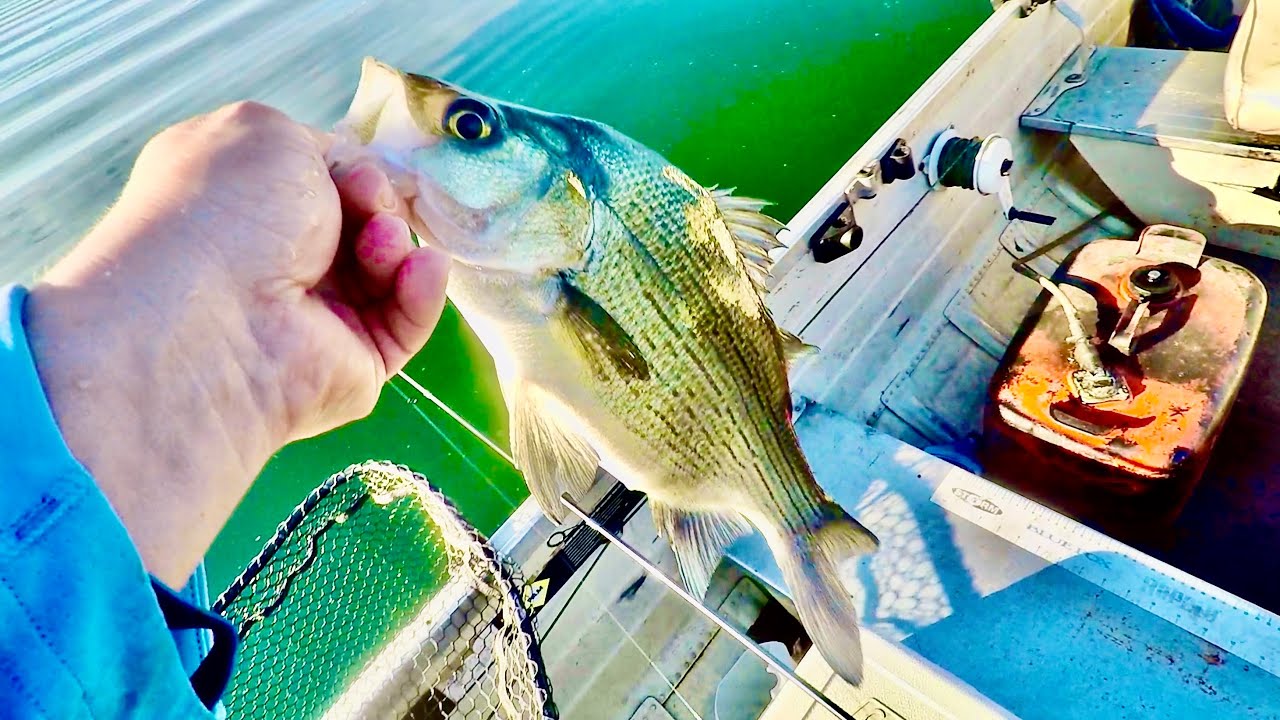 Early Morning White Bass Smash with a Surprise MONSTER FISH! - YouTube