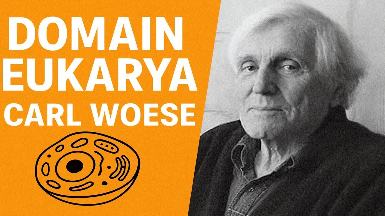 What is Domain Eukarya? | Carl Woese Classification System