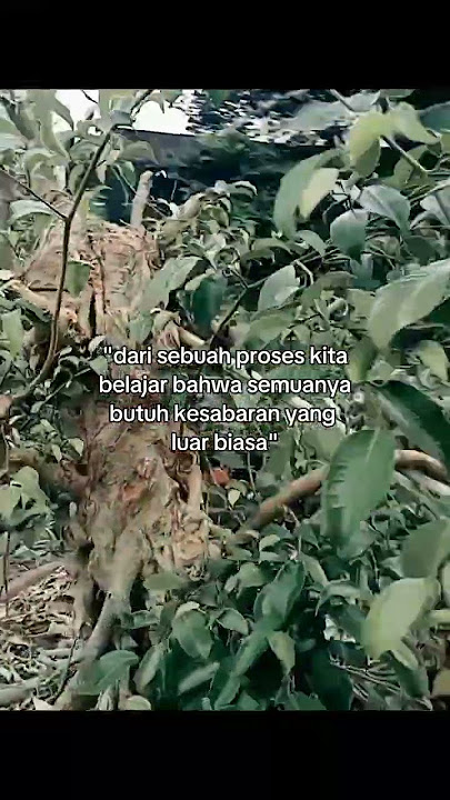 perjalanan masih panjang,.. #storywa #bonsai #trending