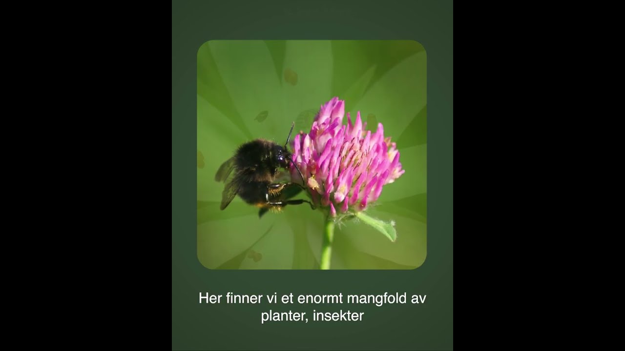 Det artsrike kulturlandskapet