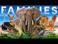 What is the largest family in the entire animal kingdom