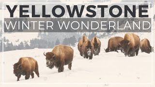 How to visit Yellowstone in Winter: 14 things to know