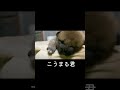 赤ちゃん柴犬#舌ペロ #癒し