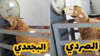 الصردي🥇 والبجعدي🏆 فوق الميزان⚖️ نفس الأكل والسن من سيتفوق💪🔥